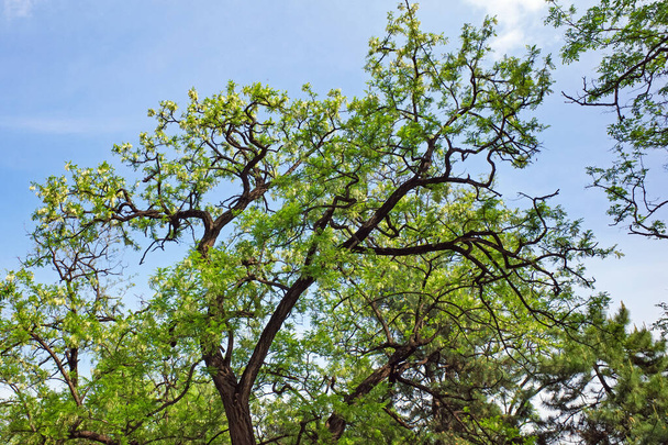 Sophora japonica tree in grassland - Photo, Image
