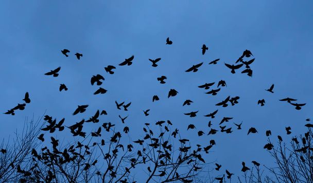 gregge di uccelli silhouette, vista dal basso  - Foto, immagini