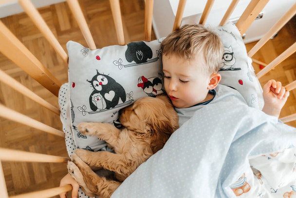 mały chłopiec śpi w łóżku z pies piesek Cocker Spaniel w domu pod kocem, - Zdjęcie, obraz