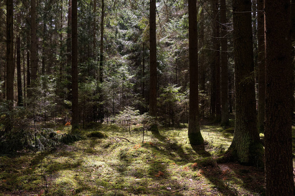 Forêt printanière de conifères au soleil avec pins et épinettes, Forêt de Bialowieza, Pologne, Europe - Photo, image