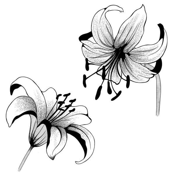 beautiful monochrome black and white bouquet lily isolated on background. Hand-drawn. design greeting card and invitation of the wedding, birthday, Valentine's Day, mother's day and other holiday. - Photo, Image
