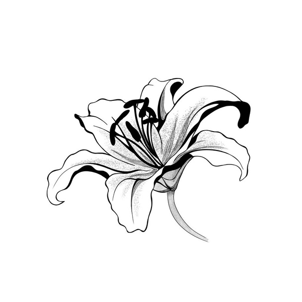 krásné jednobarevné černé a bílé kytice lilie izolované na pozadí. Ručně kreslené. návrh blahopřání a pozvání na svatbu, narozeniny, Valentýn, den matek a jiné dovolené. - Fotografie, Obrázek