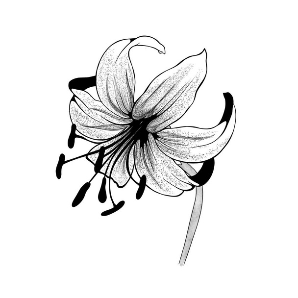 schöne einfarbige schwarz-weiße Bouquet Lilie isoliert auf dem Hintergrund. Handgezeichnet. Design-Grußkarte und Einladung zur Hochzeit, Geburtstag, Valentinstag, Muttertag und anderen Feiertagen. - Foto, Bild