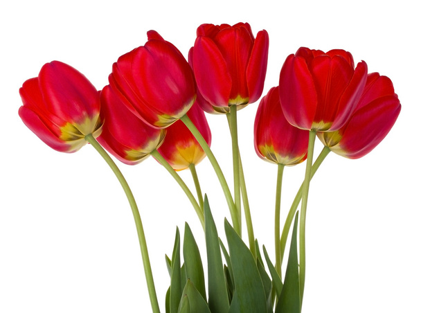 Red tulips bouquet - Foto, afbeelding