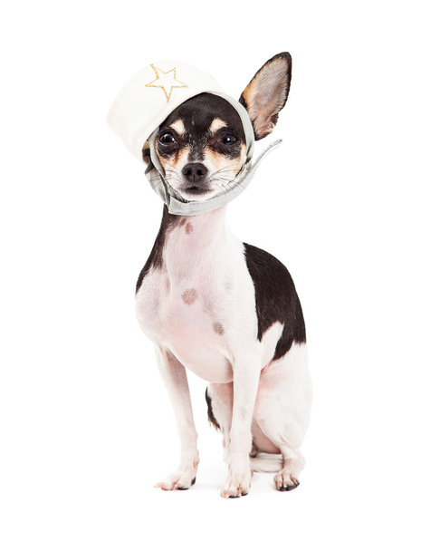 Lindo perro Chihuahua sentado con sombrero de marinero
 - Foto, imagen