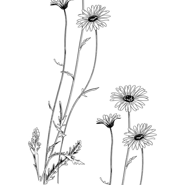 vector illustration of daisy flowers - Vektör, Görsel