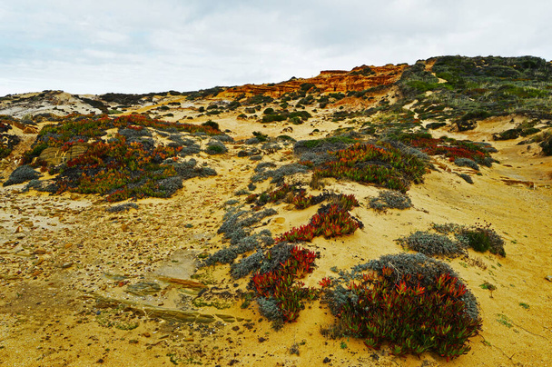 Succulente selvatiche verdi Carpobrotus edulis e altre piante sulla costa vicino a Cavaleiro sulla rotta Rota Vicentina nel sud del Portogallo - Foto, immagini