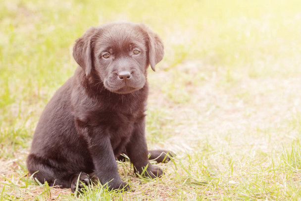 Labrador av köpeği yavrusu. Yeşil çimlerin üzerinde küçük bir köpek. - Fotoğraf, Görsel