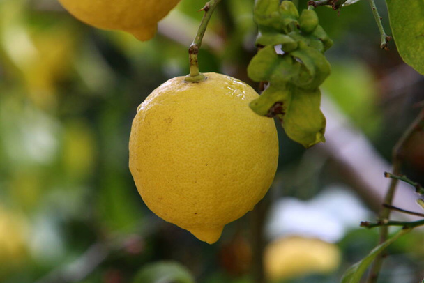Ripe fruits of citrus trees in the city park. Rich harvest of lemons and tangerines in Israel.  - Fotó, kép
