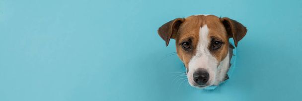 Funny dog muzzle from a hole in a paper blue background. Wide screen.  - Photo, image