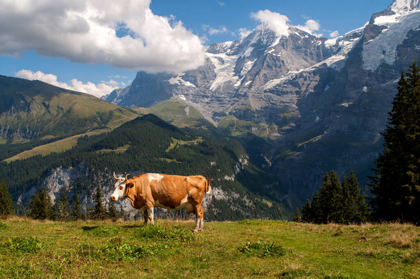 Αγελάδες σε ένα πράσινο λιβάδι κάτω από τα χιονισμένα βουνά στις Ελβετικές Άλπεις - Φωτογραφία, εικόνα