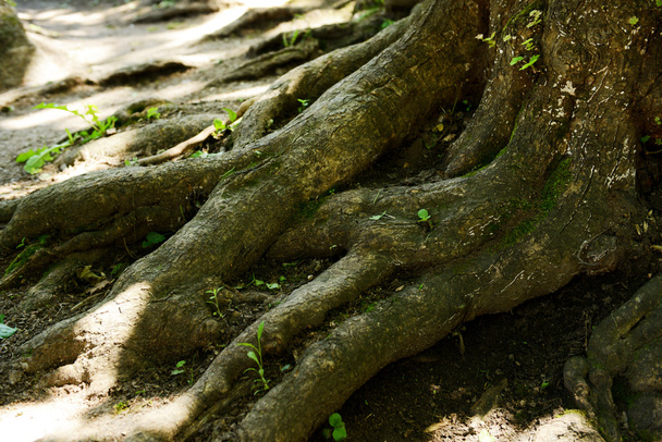 Old tree roots close-up - Фото, изображение
