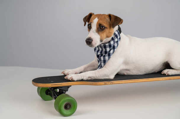 Dog in a plaid bandana rides a long board on a white background.  - Фото, изображение