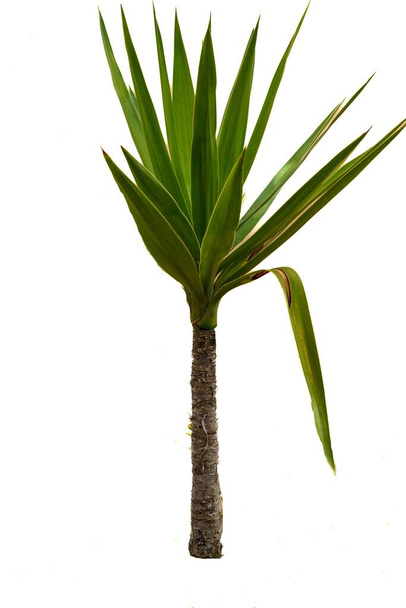 Yucca gloriosa je druh keře čeledi Agavaceae, známé jako španělská dýka. Izolováno na bílém pozadí - Fotografie, Obrázek