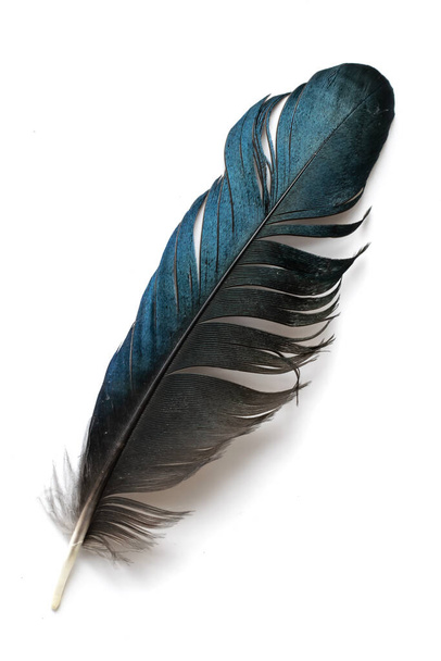 black and blue magpie feather on a white isolated background - Foto, imagen