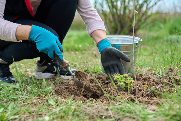 Close-up of gardeners hands in gloves with shovel digging currant bush - Fotografie, Obrázek