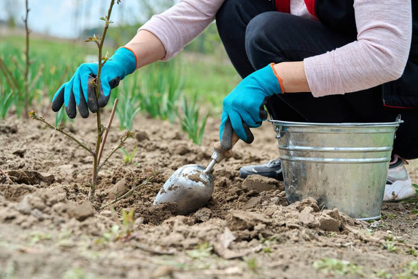 Close-up of gardeners hands in gloves with shovel digging blackberry bush - Fotó, kép