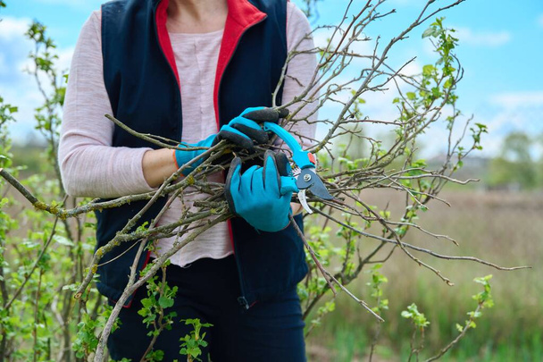 Close-up of gardeners hands in gloves doing spring pruning of black currant bush - Foto, imagen