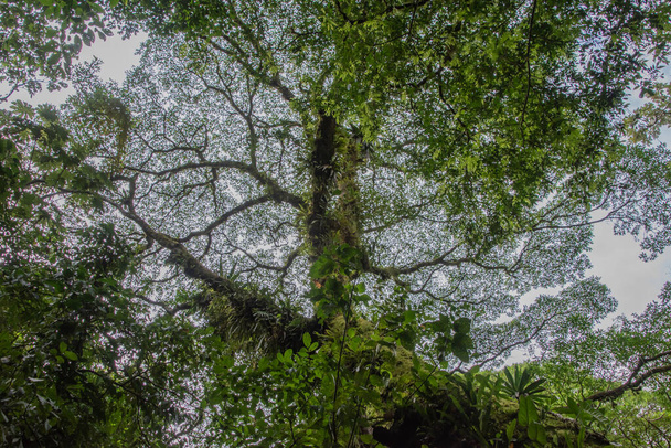 Więcej deszczu, ale więcej zielonej roślinności w porze deszczowej na Kostaryce. To raj dla miłośników przyrody. - Zdjęcie, obraz