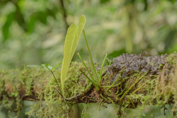 Больше дождей, но больше зелени в дождливый сезон в Коста-Рике. Это рай для любителей природы. - Фото, изображение