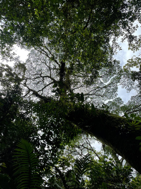 Enemmän sadetta, mutta enemmän vihreää kasvillisuutta sadekaudella Costa Ricassa. Se on paratiisi luonnon ystäville - Valokuva, kuva