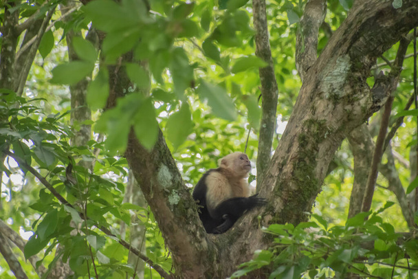 Cebus imitator is a medium-sized monkey in Central America - Fotoğraf, Görsel