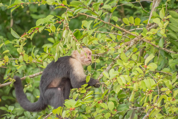 Cebus imitator est un singe de taille moyenne en Amérique centrale - Photo, image