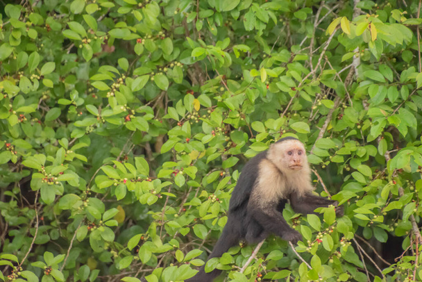 Cebus imitator is a medium-sized monkey in Central America - Foto, imagen