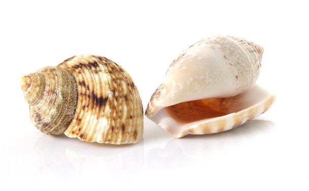 Sea shells - Photo, Image