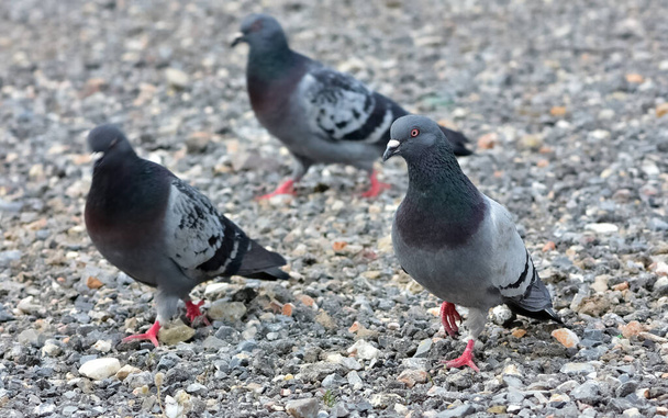 wild birds. Pigeons feeding in the gravel field. - Foto, Imagen