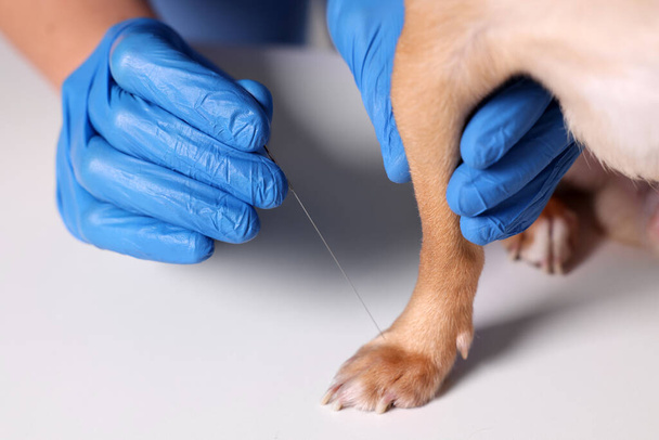 Veterinary holding acupuncture needle near dog's paw, closeup. Animal treatment - Foto, afbeelding