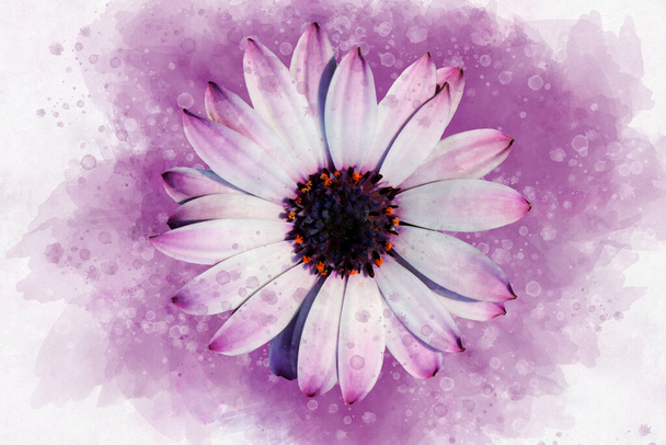 Ροζ αφρικάνικο λουλουδένιο βοτανικό λουλούδι. Σετ φόντου υδατογραφίας. Μεμονωμένο στοιχείο απεικόνισης aster. - Φωτογραφία, εικόνα