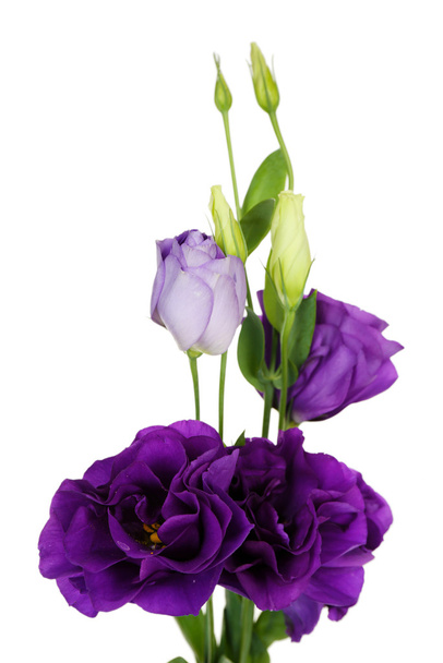 Beautiful violet eustoma isolated on white - Foto, Imagen