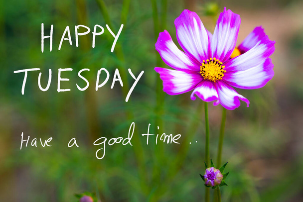 happy tuesday have a good time message card handwriting with cosmos flowers postcard style  - Fotoğraf, Görsel