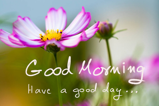 good morning have a good day message card handwriting with cosmos flowers in garden postcard style  - Фото, изображение