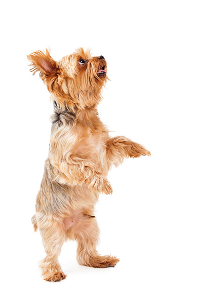 Talentoso Yorkshire Terrier Filhote de cachorro Dança
 - Foto, Imagem