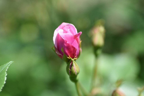 Rose buds. Rosaceae deciduous shrub. "Queen of Flowers" The flowering season is from April to November. - Photo, image