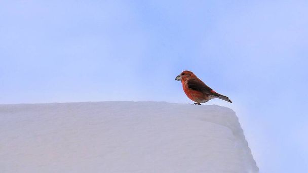 Renkli erkek papağan gagası (Loxia pytyopsittacus) karlı bir çatıda oturuyor. - Fotoğraf, Görsel