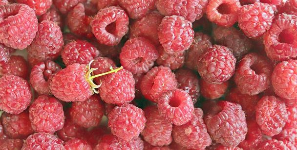 Fresh organic raspberries close up, top view, seasonal berries, healthy food, texture - 写真・画像