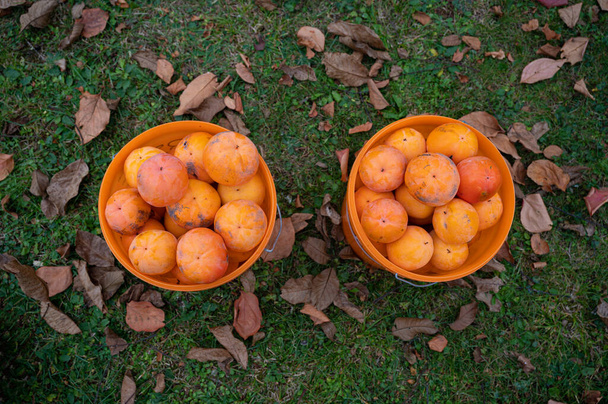 Bovenaanzicht van twee emmers vol vers geplukte biologische persimmons. - Foto, afbeelding