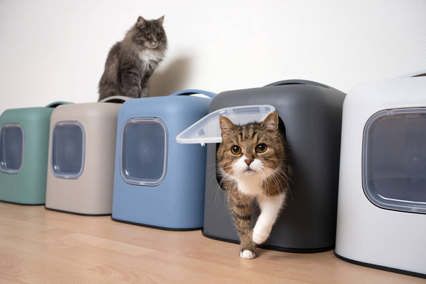 two cats and multiple hooded litter boxes - Photo, Image