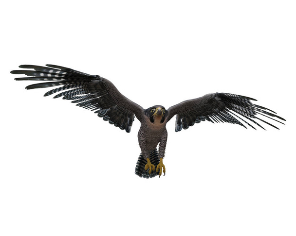 Halcón peregrino pájaro de presa despegando. Ilustración 3D aislada en blanco con ruta de recorte. - Foto, imagen