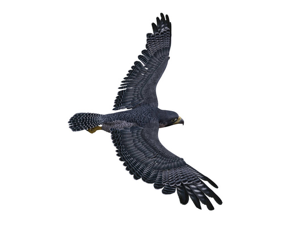 Peregrine falcon soaring with wings spread viewed from above. 3D illustration isolated on white with clipping path. - 写真・画像