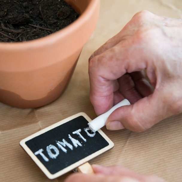 Close up of a hand of an aged caucasian woman writing tomato on a small blackboard sign after planting tomato seed in a clay pot. Brown paper as background - Photo, Image