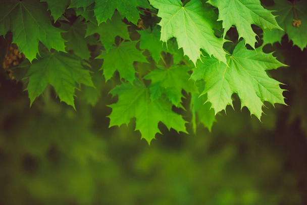 Maple leaves background - Φωτογραφία, εικόνα