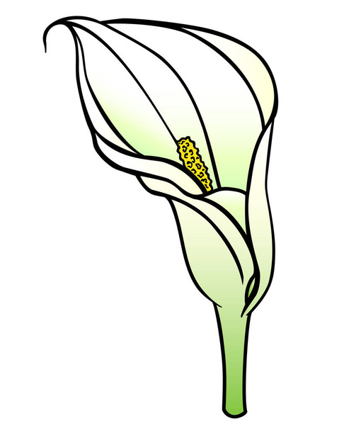 Calla inflorescence, tropical plant flower - vector full color drawing for logo or pictogram. Botanical illustration, sign or icon - calla - Вектор, зображення