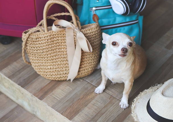 Portret van bruin kort haar chihuahua hond zittend met geweven tas, blauwe rugzak, roze koffer en strohoed, omhoog kijkend naar camera. Reizen met huisdieren concept. - Foto, afbeelding