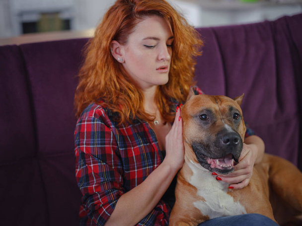 Happy woman petting her merican staffordshire terrier on couch at home in living room. pet and owner having good time together at home, living room interior, - Photo, Image