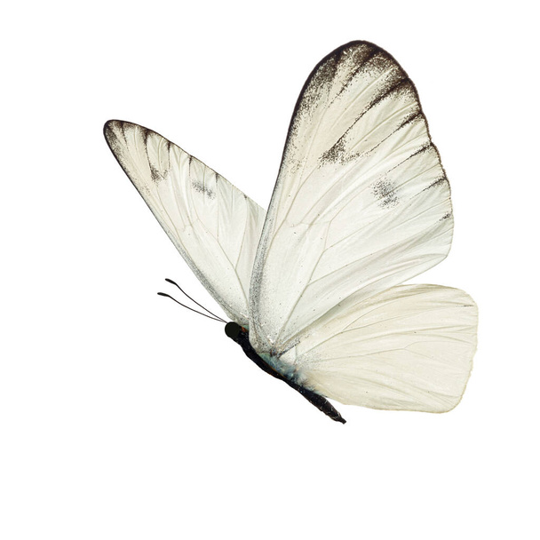 prachtige witte vlinder geïsoleerd op witte achtergrond. - Foto, afbeelding