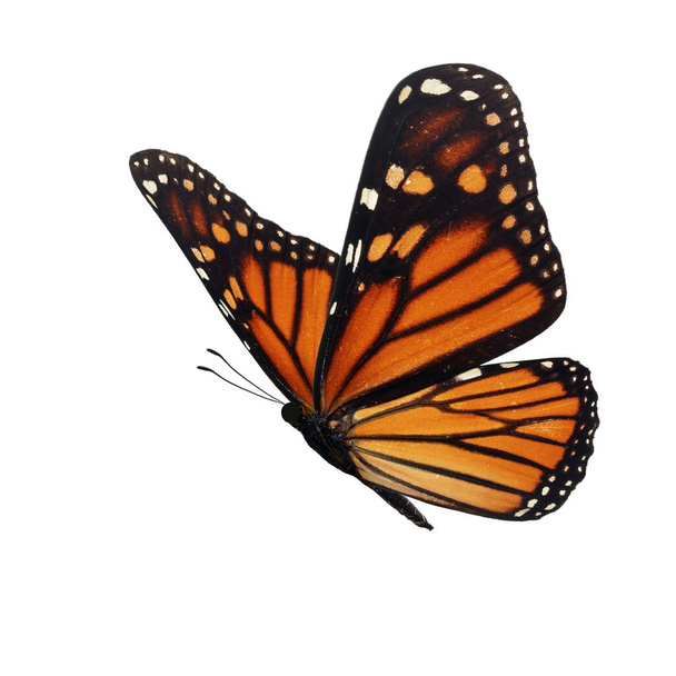 Hermosa mariposa monarca aislada sobre fondo blanco
. - Foto, imagen
